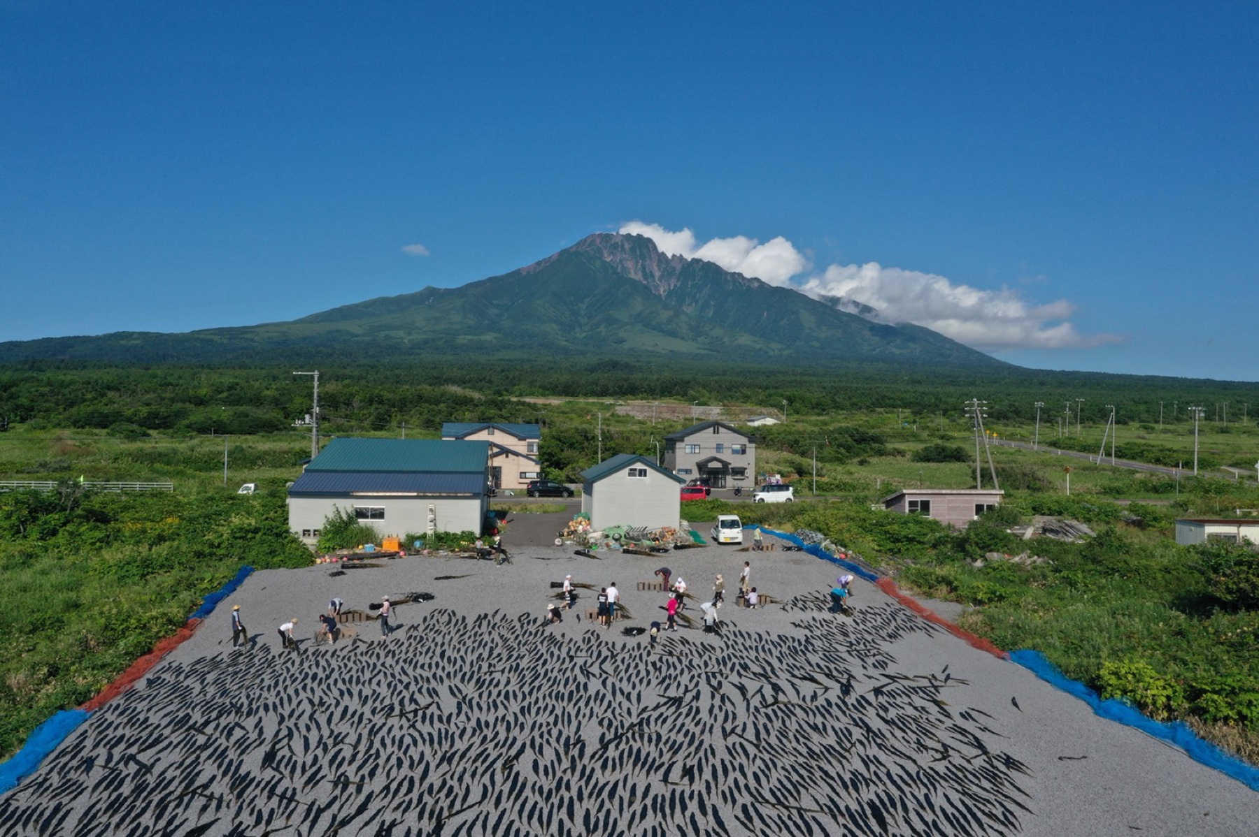 利尻山を望む昆布の干場