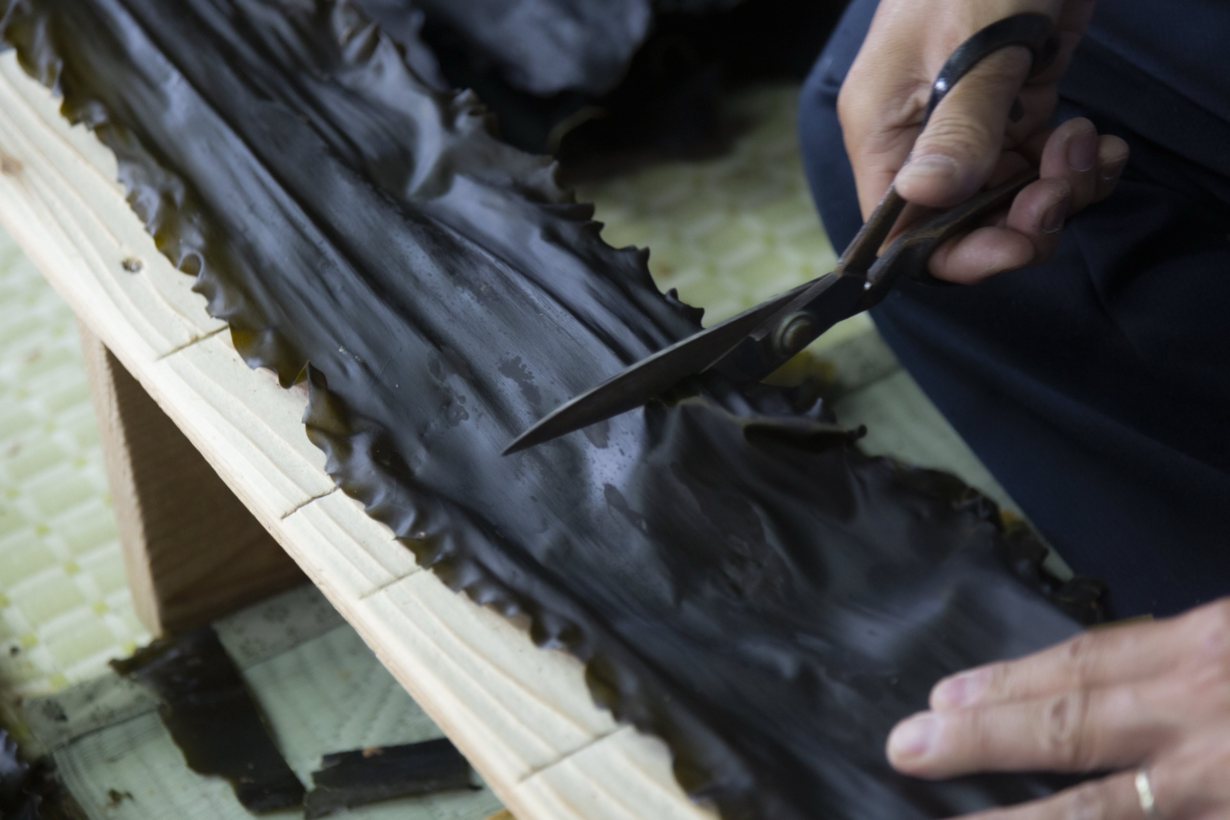 乾燥した昆布を手作業で加工する様子